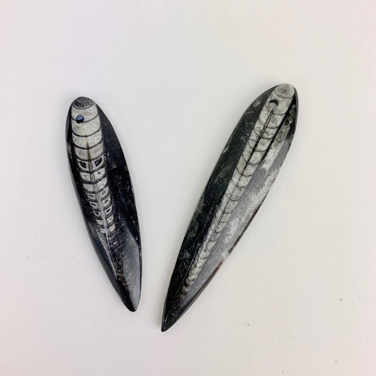 Polished Fossil Orthoceras | 50-60 mm